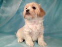 Lhasa Bichon Puppy Iowa Breeder Ready In October